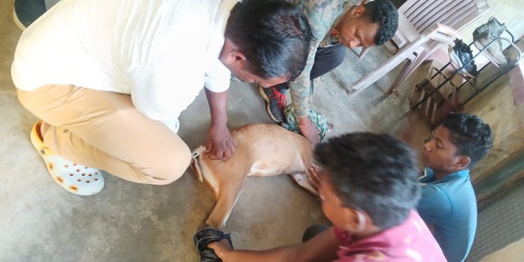 This wild creature mauled by dog in Odisha village!