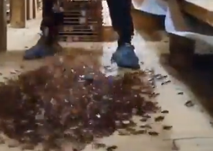 Watch viral clip: Women’s worst fear come true as six-legged creatures swarm out of boxes