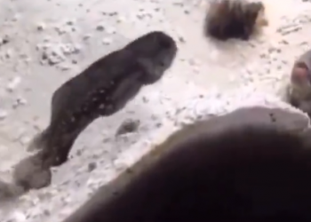Viral video: War erupts in ocean as fish neighbours engage in sandy showdown