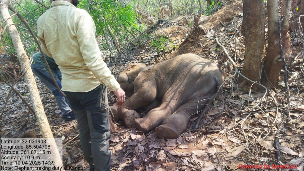 Elephant calf