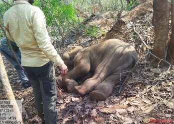 Elephant calf