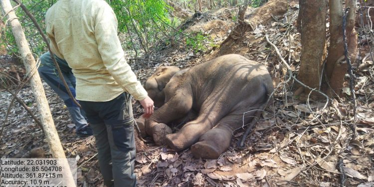 Elephant calf