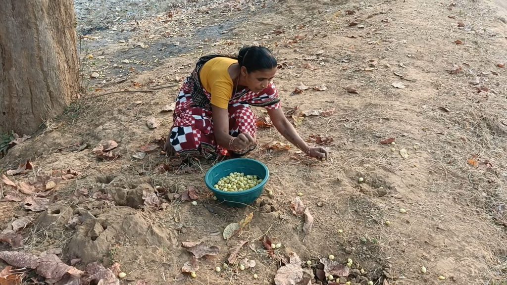 Middlemen exploit tribal mahua flower harvesters
