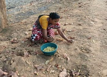 Middlemen exploit tribal mahua flower harvesters