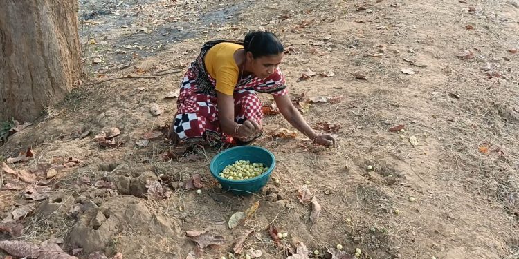 Middlemen exploit tribal mahua flower harvesters