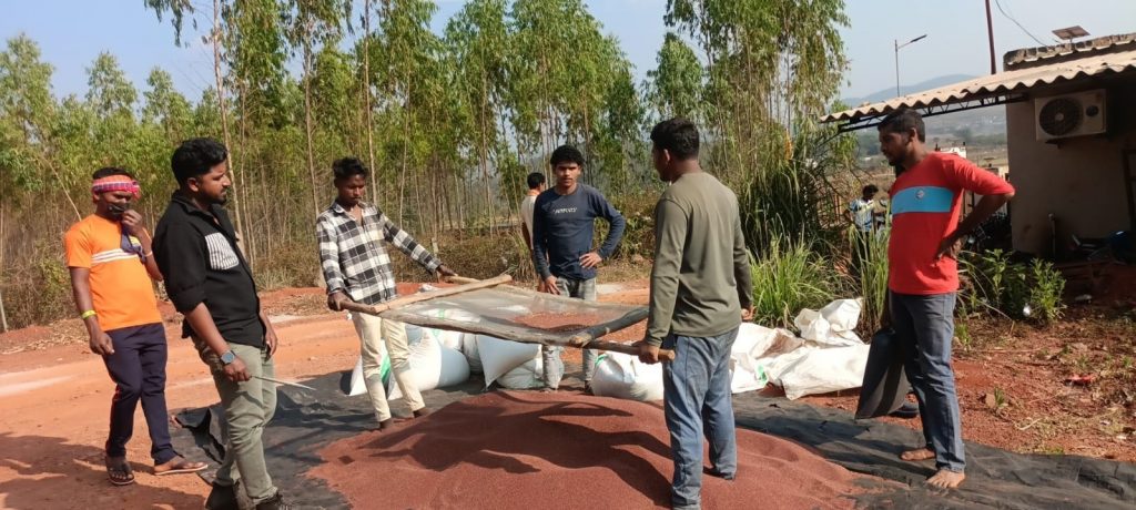 Finger millet