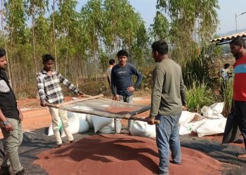 Finger millet