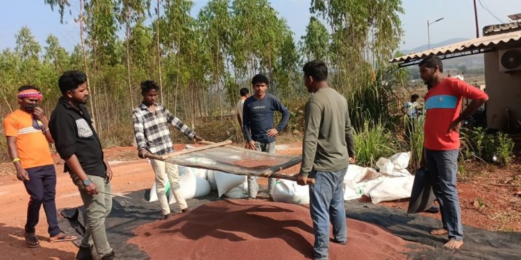 Finger millet