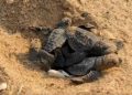 Olive Ridley turtles