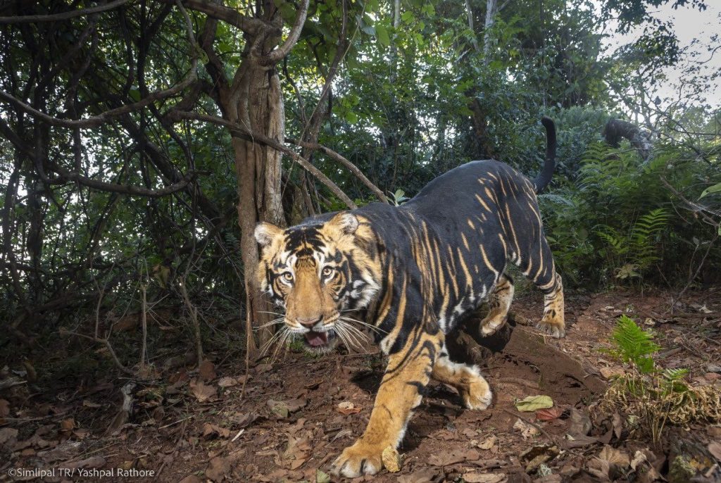 Royal Bengal tigers