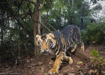 Royal Bengal tigers