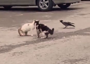 Viral video