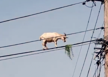 Viral video