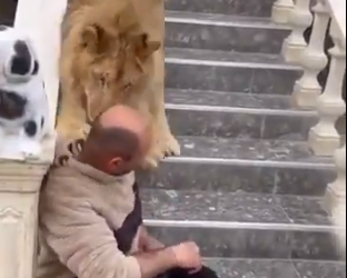 Watch viral video: Lion shows who’s the boss after man tries dumbest stunt ever