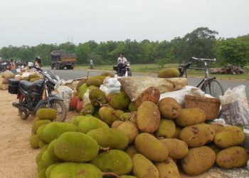 Jackfruit cafes