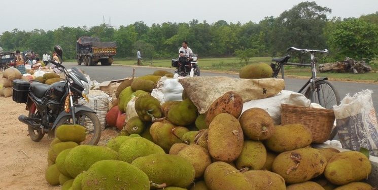 Jackfruit cafes