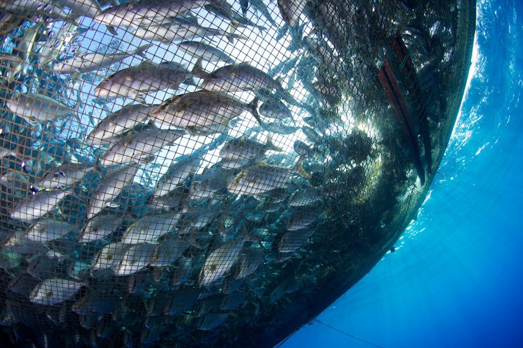 fishery projects