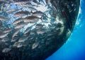 fishery projects