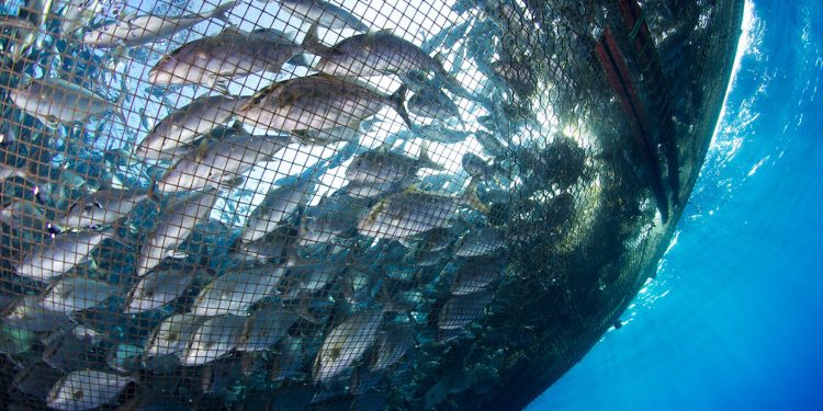 fishery projects