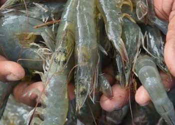 Shrimp exporters