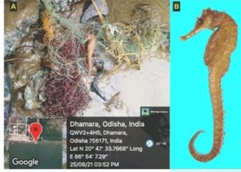 Seahorse species