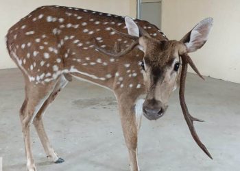 deer