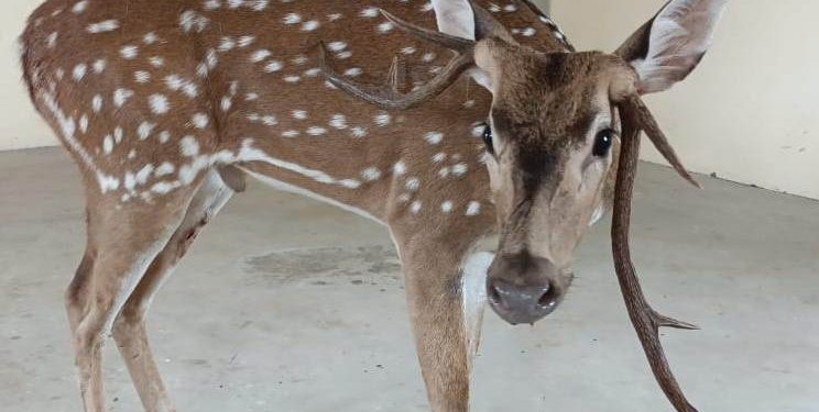 deer