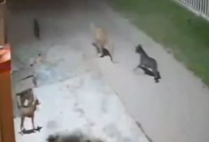 Viral video