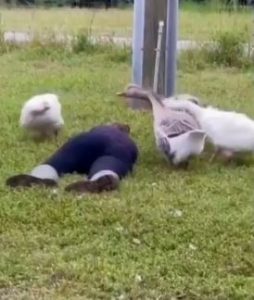 Viral video