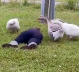 Viral video