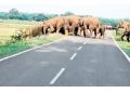 Jharkhand jumbo in Nilagiri