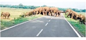 Jharkhand jumbo in Nilagiri