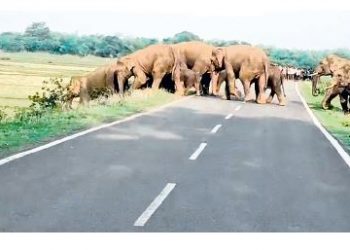 Jharkhand jumbo in Nilagiri
