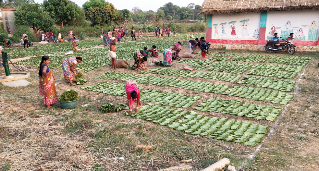 kendu leaf collectors