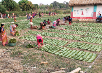 kendu leaf collectors
