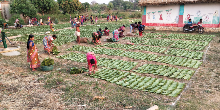 kendu leaf collectors