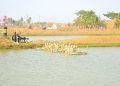 Bhitarakanika Biodiversity