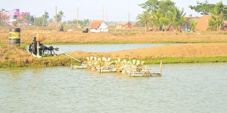 Bhitarakanika Biodiversity