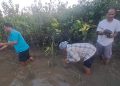 Mahakalpada- Mangrove saplings