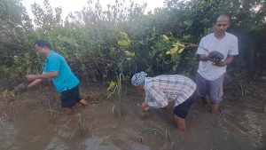 Mahakalpada- Mangrove saplings