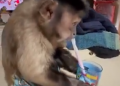 Monkey viral