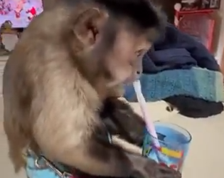 Monkey viral