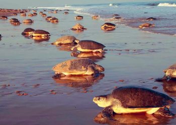 Olive Ridley turtles