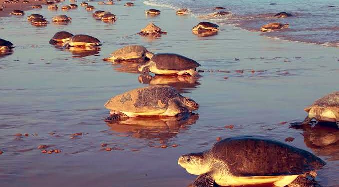 Olive Ridley turtles