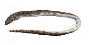 Ophichthus erabo