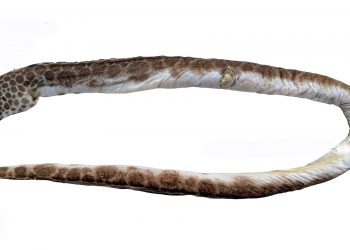 Ophichthus erabo-eel