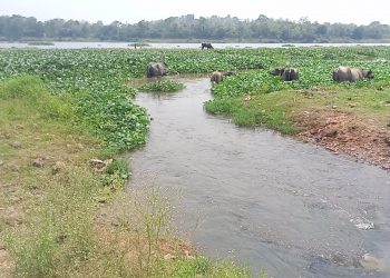 Pollution-Brahmani