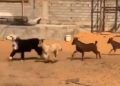 Viral video