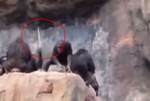 Viral video