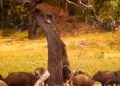 Viral video